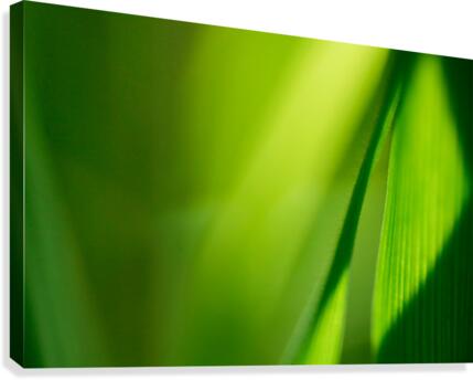 Dramatic Value Greens Canvas Print