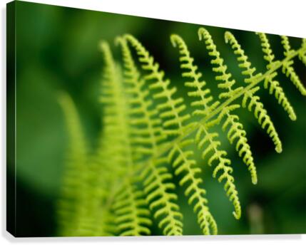 Fern Canvas Print