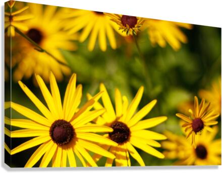 Happy Faces Canvas Print