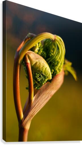 Emerge Canvas Print