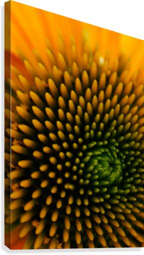 Circular Lines Canvas Print