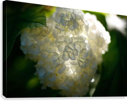 Enlightened  Canvas Print