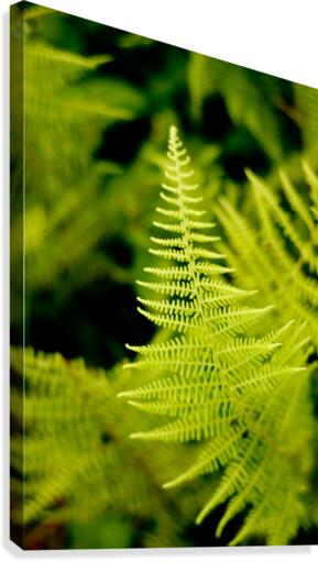 Fern Leaf Canvas Print