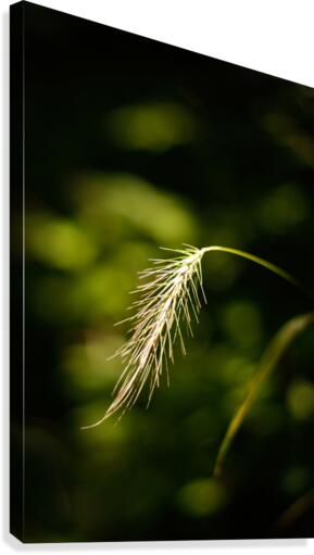Lighted Grass Canvas Print