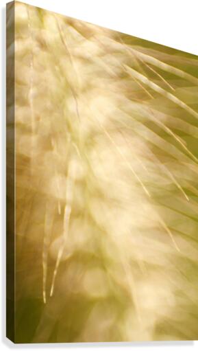Brilliant Light Canvas Print