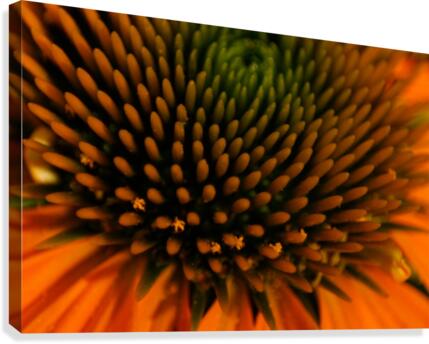 Patterns in Nature Canvas Print