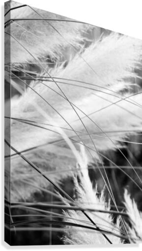 Pampass Grass Canvas Print