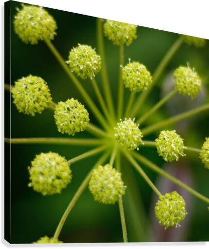 Starburst Canvas Print