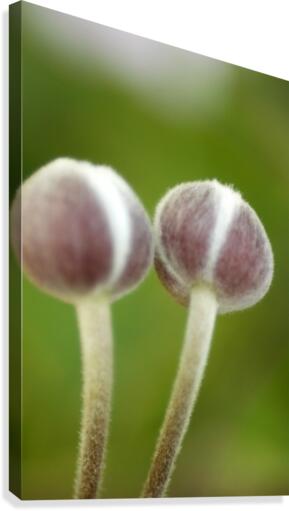 Twins Canvas Print