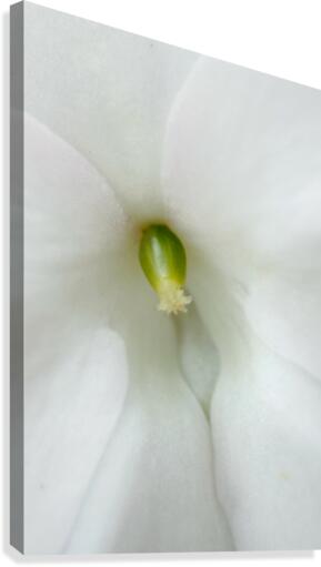 Pure Canvas Print