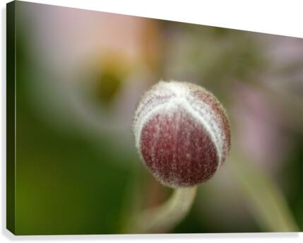 Sweetness Canvas Print