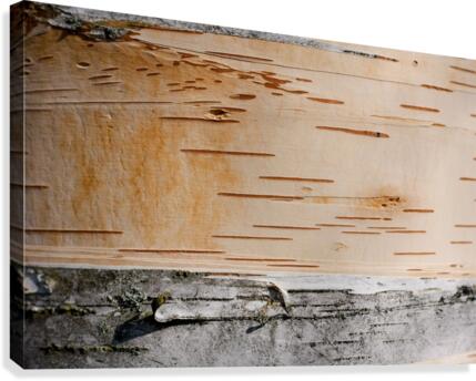 Tree Bark Canvas Print