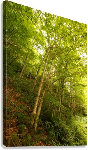 Enchanted Canvas Print