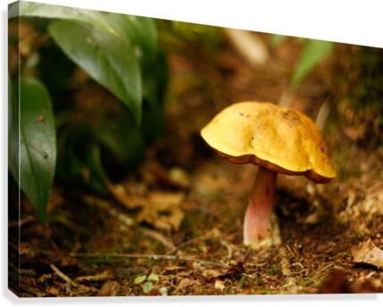 Forest Friend Canvas Print