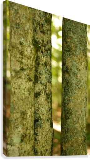 Tri Trunks Canvas Print