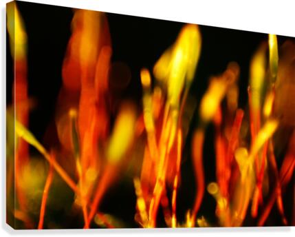 Fire Canvas Print