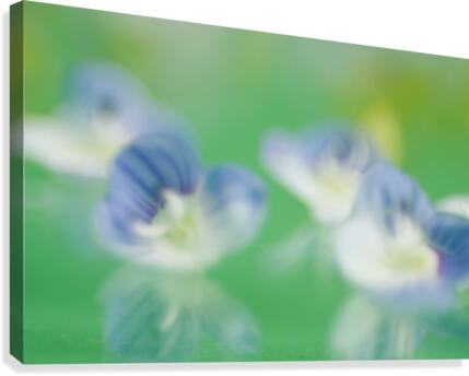 Tiny Flowers with Reflection Canvas Print