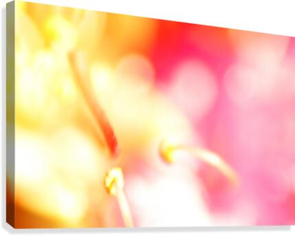 Pink Piston  Canvas Print