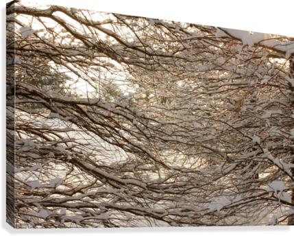 Snowy Trees Canvas Print