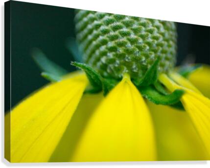Pretty Petits Canvas Print