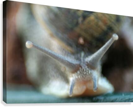 snail Canvas Print