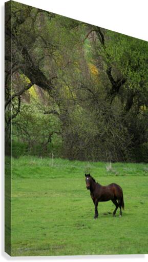 Lone Stallion Canvas Print