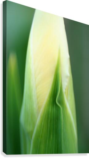 Iris Bud Canvas Print