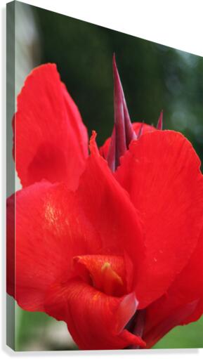 Red Canvas Print