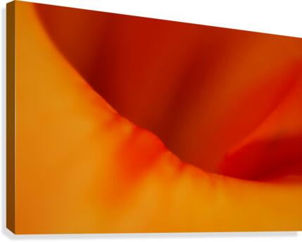 Dream Sicle  Canvas Print