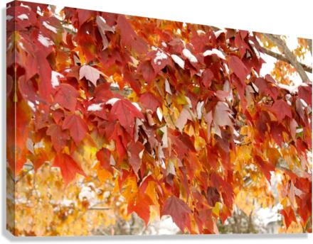 Fall Finale  Canvas Print