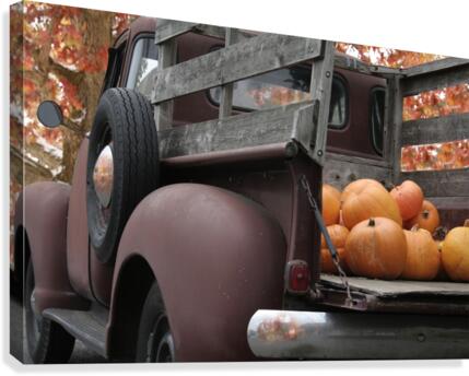 Picking Pumpkins Canvas Print