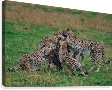 _IBC1372 Canvas Print