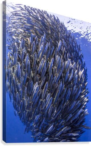 Bait ball Canvas Print