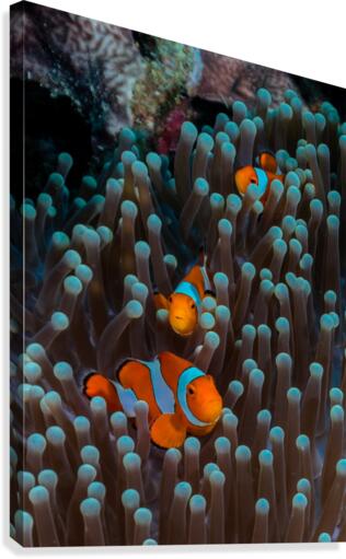clown fish Canvas Print