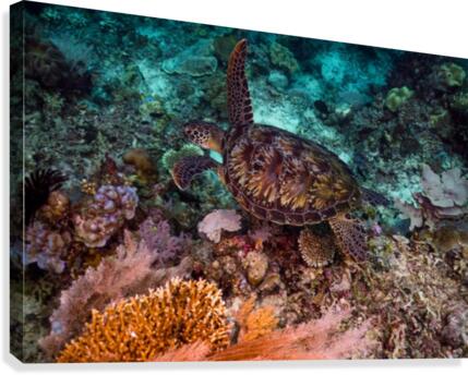 Clean turtle Canvas Print
