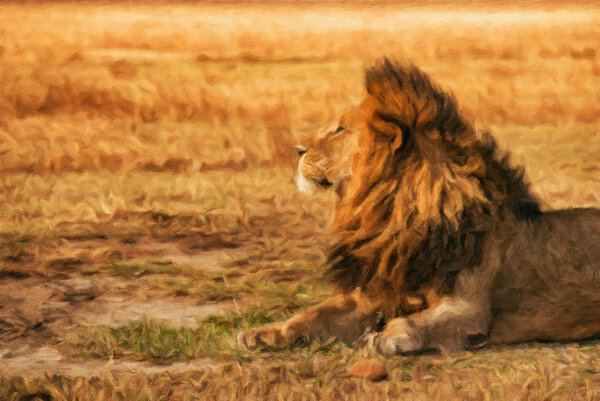 Lion resting in the Ngorongoro Crater by Nick Fox