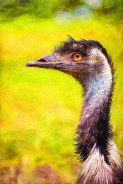 Profile portrait of Australian Emu by Nick Fox