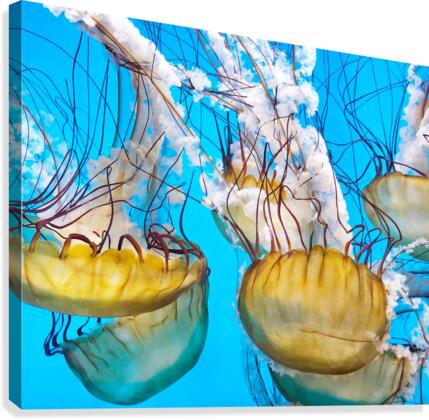 Jelly Fish  Canvas Print