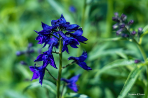 Flower4