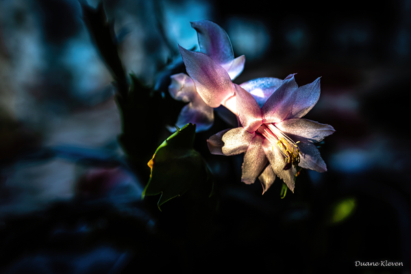 Flower8 Print