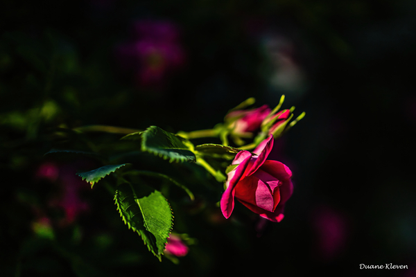 Flower9 Print