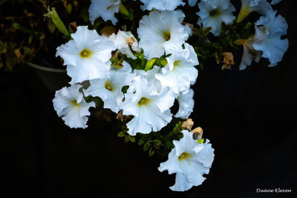 Flower10 Print
