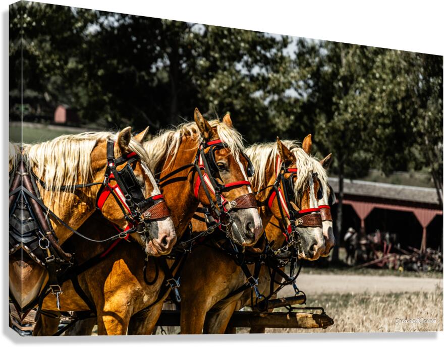 Working Horses -3 Canvas Print