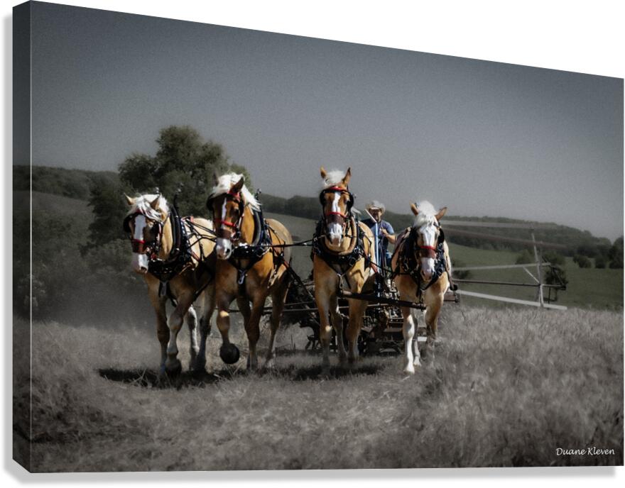 Working Horses -4 Canvas Print