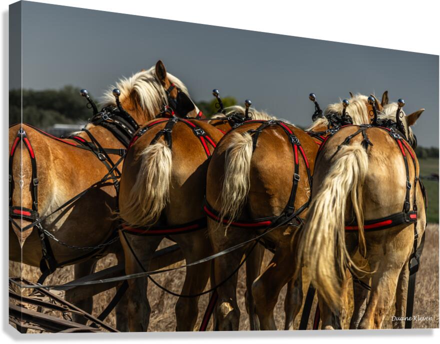 Working Horses -5 Canvas Print