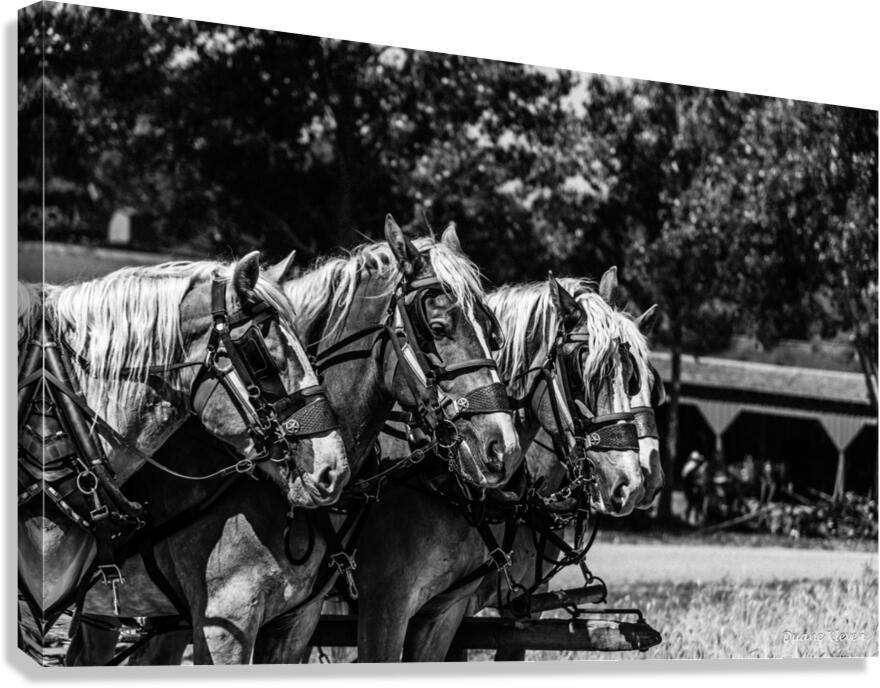 Working Horses -2 Canvas Print