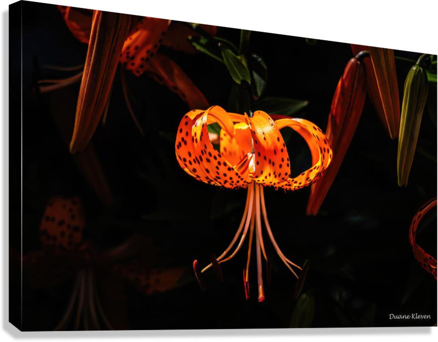Flower2 Canvas Print