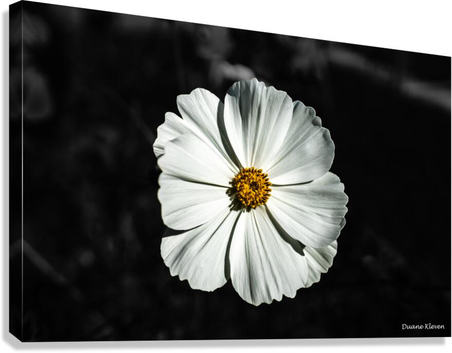 Flower5 Canvas Print