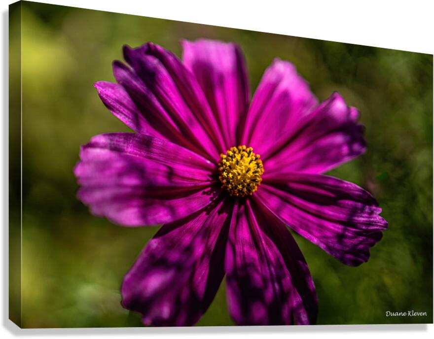 Flower7 Canvas Print