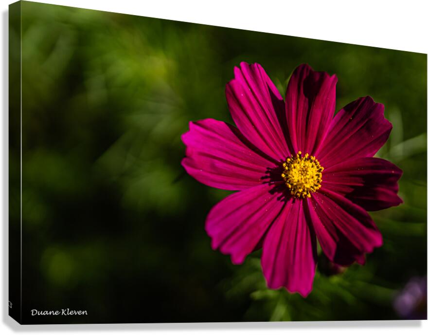 Flower6 Canvas Print